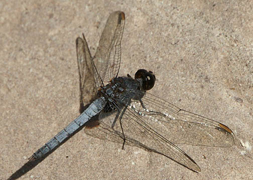 Plateau dragonlet &ndash; Erythrodiplax basifusca